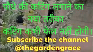 New method to grow texas sage plant by cuttings l पौधों की कटिंग लगाने का नया तरीका। plantscuttings [upl. by Dunning352]