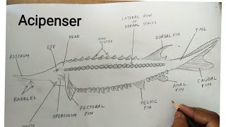 how to draw acipenser sturio fish [upl. by Dione394]