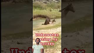 Horse meeting in the water incredible moments of animals youtubeshorts [upl. by Selle]