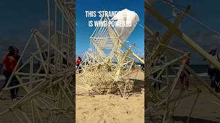 Strandbeest Powered by WIND on a Beach  Incredible Kinetic Sculpture [upl. by Ulrikaumeko]