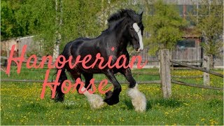 Hanoverian Horse BreedingHouse of Hanover [upl. by Adnohryt174]