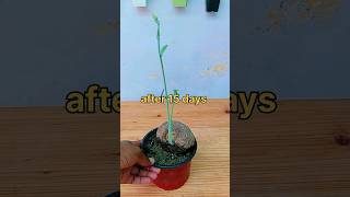 Stephania Erecta  Elephant foot plant growing ideas shorts garden grow stephania plants [upl. by Giraud]