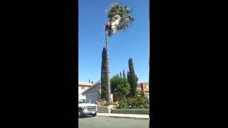 removal Mexican palm [upl. by Sophey]