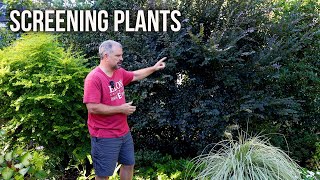 Why Use A Mix Of Plants To Screen The Garden For Privacy [upl. by Tiffy]