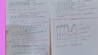 DIFFERENT TYPES OF EPITHELIAL TISSUE Well Labeled DIAGRAM of Epithelial Tissue [upl. by Irita439]