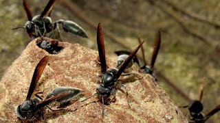 Warrior wasp nest Synoeca septentrionalis [upl. by Aba375]