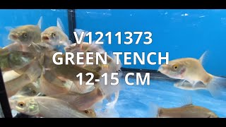 V1211373 Green Tench 12  15 cm [upl. by Brod]