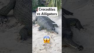 Crocodiles vs Alligators Easiest Way To Tell Apart 😱🐊shorts crocodile [upl. by Yddet799]