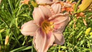 Daylilies  rugged and beautiful  Gardening with Gutner [upl. by Lallage]