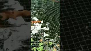 koi carp updation and Oscar feeding shorts  koi Aqua Tips Malayalam [upl. by Linet482]