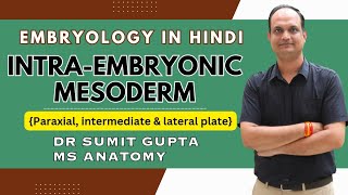 Intraembryonic mesoderm  Paraxial mesoderm  Lateral plate mesoderm  Intermediate mesoderm [upl. by Mensch197]