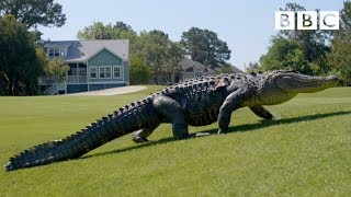 The Alligators taking over Americas golf courses  BBC [upl. by Ehctav]