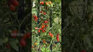 Why Your Tomatoes Won’t RipenLearn to Grow Tomatoes on an Arch Trellis with Nicole Burke [upl. by Yruok]