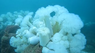 Scuba Dive the Kelp Forest of Breakwater Cove Monterey California [upl. by Gierk997]