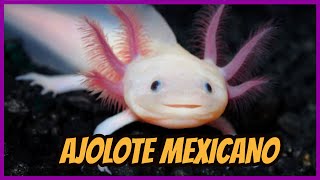 12 Cosas que NO Sabías sobre los AJOLOTES ♥ AJOLOTE MEXICANO [upl. by Oralie]