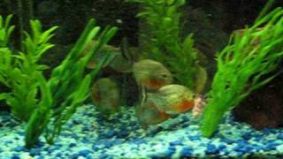 Red Bellied Piranhas Eat Mouse [upl. by Amaleta]