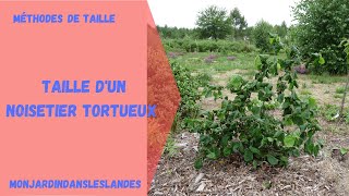 Taille de noisetier tortueux  Monjardindansleslandes [upl. by Anilad]