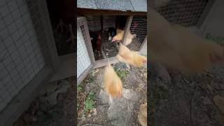 Here Come The Chickens farmliving gardening homestead [upl. by Atnauq]