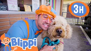 Caring After Pets  Blippi and Cute Animals  Blippi  Kids Playground  Educational Videos for Kids [upl. by Kendra]