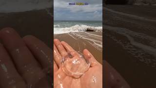 Man Saved Beautiful Jellyfish 😍 shorts [upl. by Repard954]