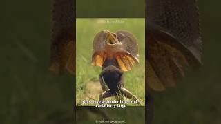 This lizard can run on the water  animal video Frilled Lizard [upl. by Minni574]