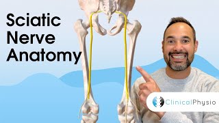 Clinical Anatomy of Sciatic Nerve  Expert Physio Guide [upl. by Lauter592]