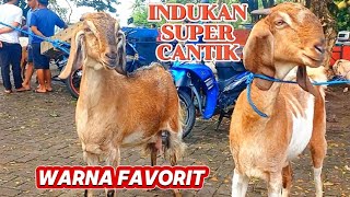 UPDATE HARGA KAMBINGTERBARU‼️DI PASAR KAMBING WLINGI BLITAR JATIMSABTU 30 NOV2024 [upl. by Nosyaj]