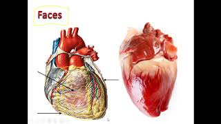 Anatomia Humana  Sistema Cardiovascular parte 3 [upl. by Nevaj]