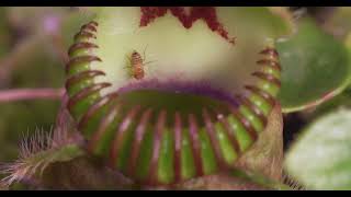 Carnivorous Plants  The Perfect Hunters [upl. by Doloritas]