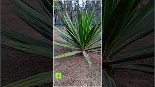 Agave Nectar  Agave ethanol  Alcohol Production from Agave  green energy  4  Medical Plant [upl. by Alhak224]