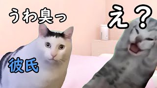 ま○こが臭い 猫マニ 猫ミーム 猫ニチ [upl. by Reffotsirk]