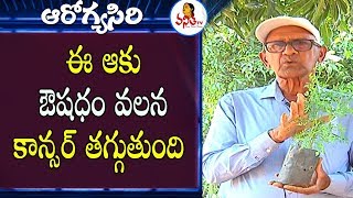 ఈ ఆకు ఔషధం వలన కాన్సర్ తగ్గుతుంది  Health Benefits Of Plants  Arogyasiri  VanithaTV [upl. by Orbadiah]