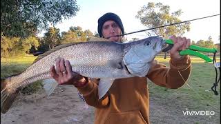 Georges River 17 I Jewfish I Mulloway  Catch amp Release plus Gear Tips [upl. by Sherlock]