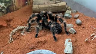 Brachypelma hamorii feeding [upl. by Bonucci504]