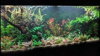 Filterless Aquarium  12 Months [upl. by Attezi]