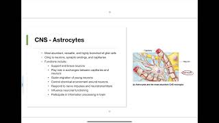 112  Neuroglia Cells [upl. by Frissell275]