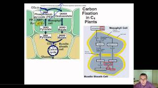 Detailed View of C4 amp CAM Plant Adaptations [upl. by Monjo448]