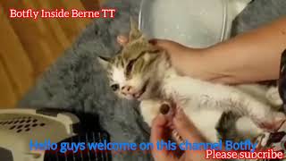 Worm Extraction in Cats Veterinary Procedure Video botflyremoval [upl. by Dygall414]