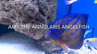 Amy the Annularis Angelfish Pomacanthus annularis [upl. by Clerc]