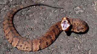 21 Striking Facts About Cottonmouth Snakes [upl. by Anayek42]