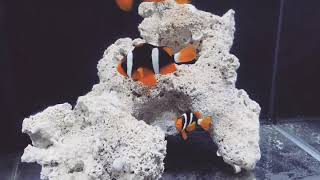 Clarkii Clownfish Amphiprion clarkii [upl. by Aikenat75]