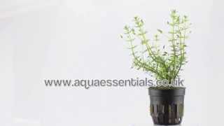 Aquarium Plant Bacopa myriophylloides  an unusual stem plant [upl. by Romina]