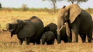 Tanzania Tarangire National Park  Wonderful Elefant Sanctuary [upl. by Gardner]