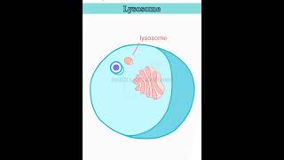 wait for it lysosome structure and function lysosomes class 11 [upl. by Naivart]