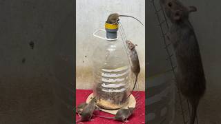 Best home mouse trapbest mouse traps idea from plastic bottle rattrap mousetrap [upl. by Koeninger]