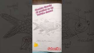 chordate diversity all practical phylum chordata zoology shorts share youtubeshorts phylum [upl. by Ralina97]