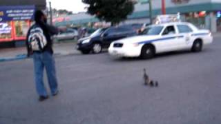 Caution Ducks Crossing the Road in Chicago [upl. by Gnanmos]