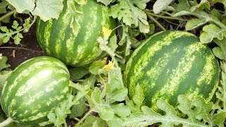 How to Grow Watermelons  Complete Growing Guide [upl. by Elyrehc]