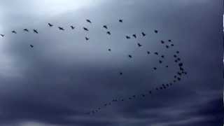 Cormorant Flock Flying [upl. by Udall977]