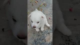 Cute White Dog 🐩👌🥰 [upl. by Oregolac698]